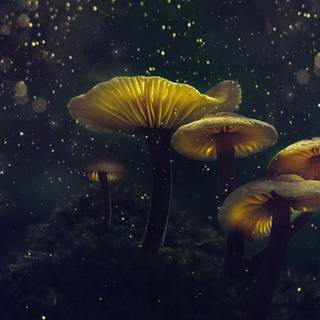 Magic mushroom 4k wallpaper