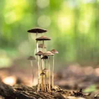 Magic mushroom 4k wallpaper