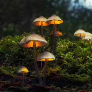 Magic mushroom 4k wallpaper