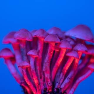 Magic mushroom 4k wallpaper