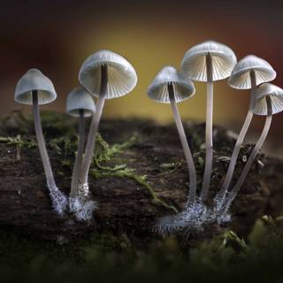 Magic mushroom 4k wallpaper