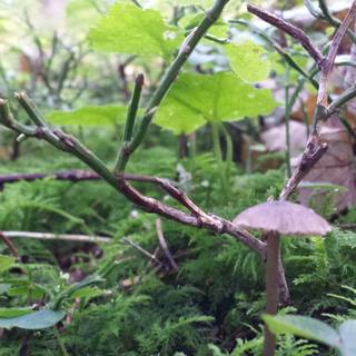 Magic mushroom 4k wallpaper