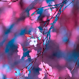iPhone Cherry Blossom wallpaper