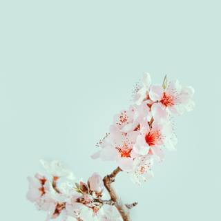 iPhone Cherry Blossom wallpaper