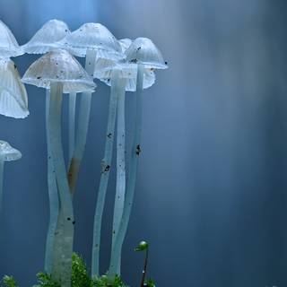 Magic mushroom 4k wallpaper