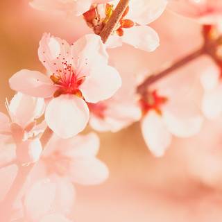 iPhone Cherry Blossom wallpaper