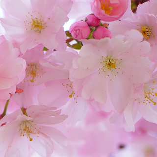 iPhone Cherry Blossom wallpaper