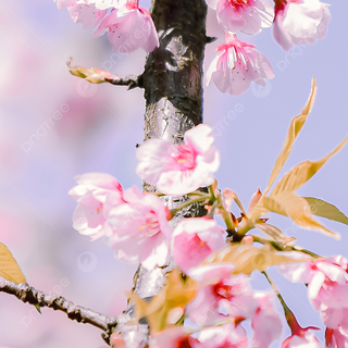 iPhone Cherry Blossom wallpaper