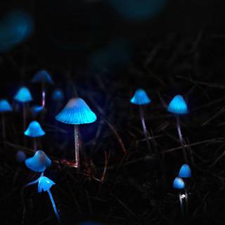 Magic mushroom 4k wallpaper