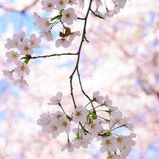 iPhone Cherry Blossom wallpaper