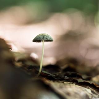 Magic mushroom 4k wallpaper