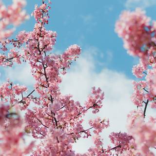 iPhone Cherry Blossom wallpaper