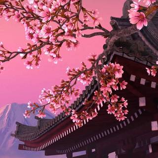 iPhone Cherry Blossom wallpaper