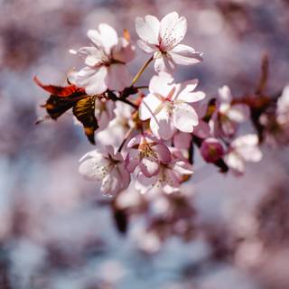 iPhone Cherry Blossom wallpaper