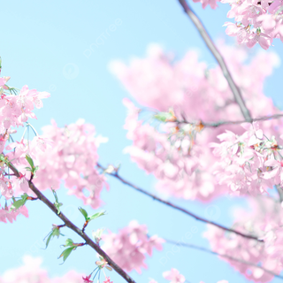 iPhone Cherry Blossom wallpaper