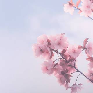 iPhone Cherry Blossom wallpaper