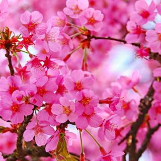 iPhone Cherry Blossom wallpaper