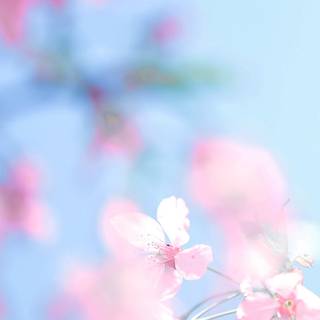 iPhone Cherry Blossom wallpaper