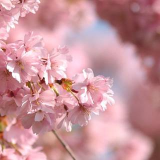 iPhone Cherry Blossom wallpaper