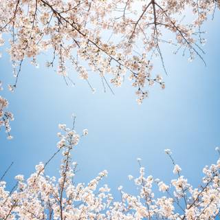 iPhone Cherry Blossom wallpaper