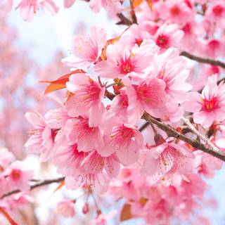 iPhone Cherry Blossom wallpaper