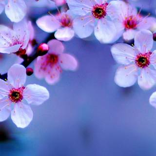 iPhone Cherry Blossom wallpaper