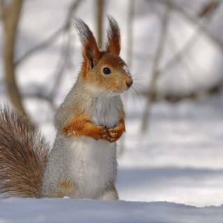 Wildlife winter wallpaper