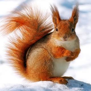 Wildlife winter wallpaper