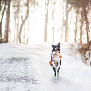 Wildlife winter wallpaper