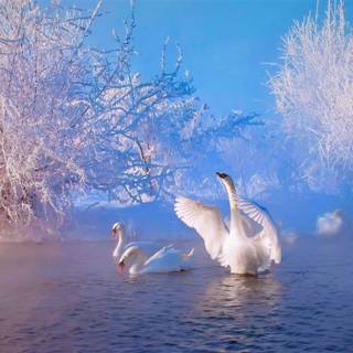 Wildlife winter wallpaper