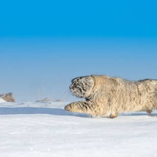 Wildlife winter wallpaper