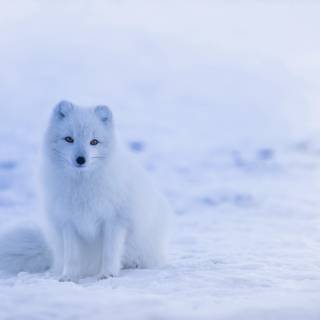 Wildlife winter wallpaper