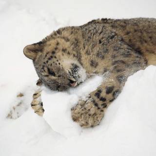 Wildlife winter wallpaper