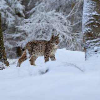 Wildlife winter wallpaper