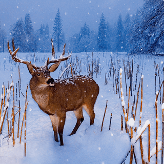 Wildlife winter wallpaper