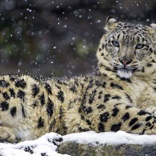 Wildlife winter wallpaper