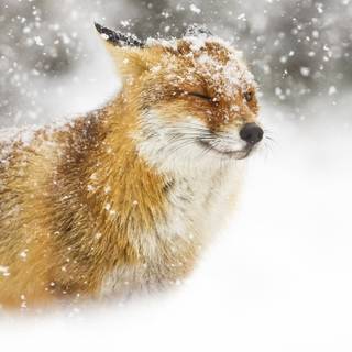 Wildlife winter wallpaper
