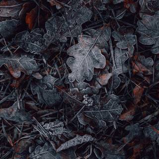 Dark winter iPhone 14 wallpaper