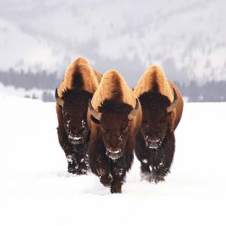 Wildlife winter wallpaper
