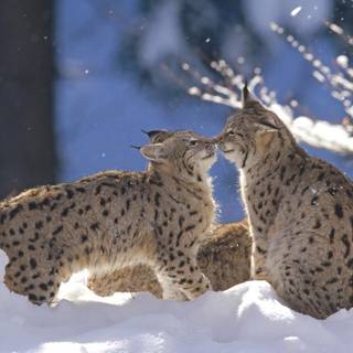 Wildlife winter wallpaper