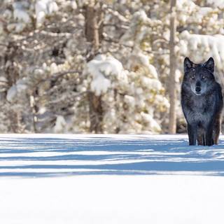 Wildlife winter wallpaper