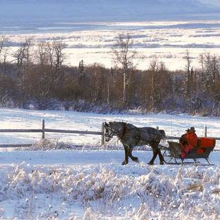 Wildlife winter wallpaper