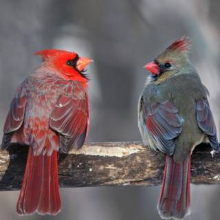 Wildlife winter wallpaper