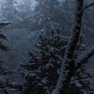 Dark winter iPhone 14 wallpaper