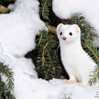 Wildlife winter wallpaper