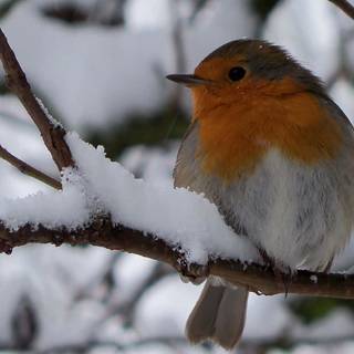 Wildlife winter wallpaper