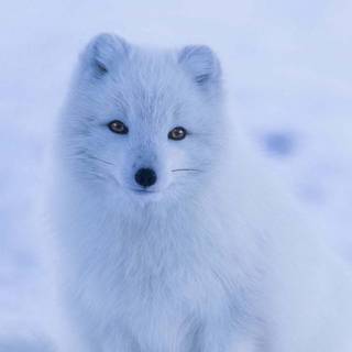 iPhone 13 white wallpaper