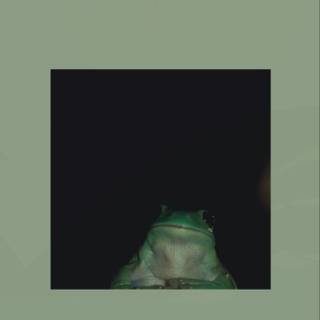 Frog iPhone wallpaper