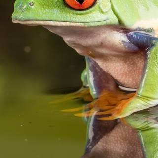 Frog iPhone wallpaper