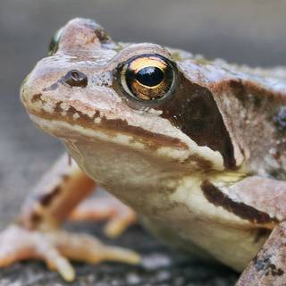 Frog iPhone wallpaper